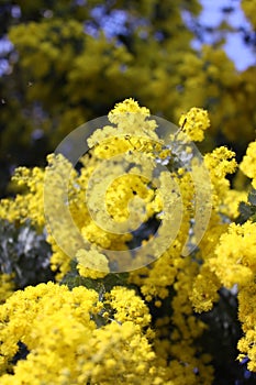 Yellow flowers from a Golden Wattle Tree