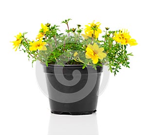 Yellow flowers Goldmarie