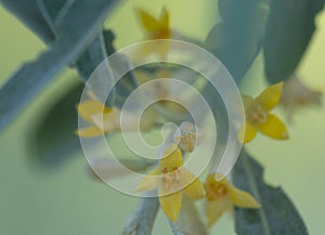 yellow flowers of goof tree close-up photo