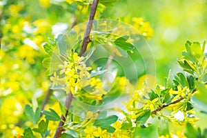 Yellow flowers gooseberry blooming on branch of bush in garden closeup, nature background