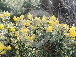 Yellow flowers on gorse 2