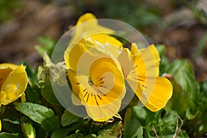 Yellow flowers in Granbury Texas