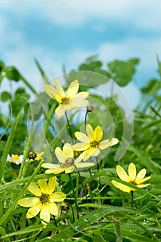 Yellow flowers in grass