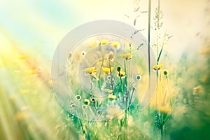 Yellow flowers and grass