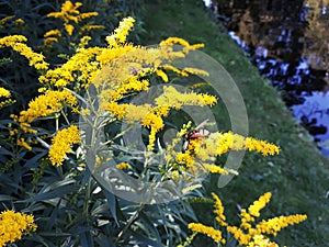 Yellow flowers of Gray Goldenrod, Solidago Nemoralis