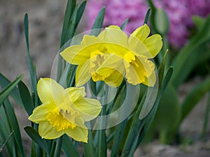 Yellow flowers on green backgound