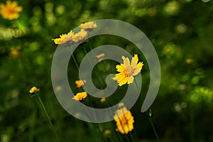 Yellow flowers on a green background