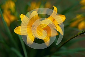 Yellow flowers on a green background