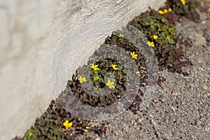 Yellow flowers green burgundy clover, texture of growing clover flowers from textured concrete asphalt.