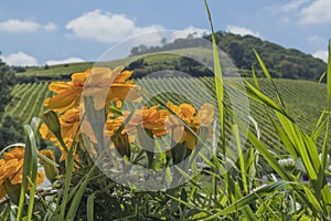 Yellow flowers with green field in blurred background photo