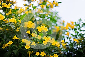 Yellow flowers in the green garden at afternoon