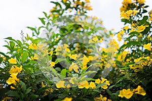 Yellow flowers in the green garden at afternoon