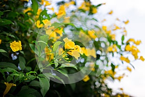 yellow flowers in the green garden at afternoon