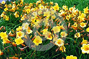 Yellow flowers in the green grass background