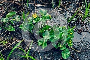 Yellow flowers with green large leaves grow on swampy soil with mud and water.