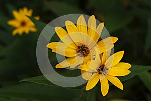 Yellow Flowers and Green Leaves