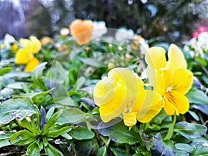 Yellow flowers with green leaves in the background