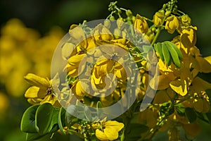 Yellow flowers and Green Leaves  Closeup Macro Shot