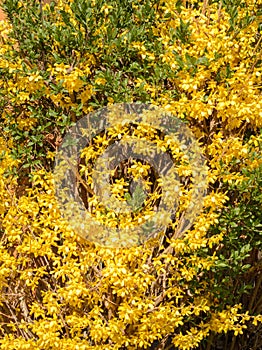 Yellow flowers and green leaves of forsythia bush