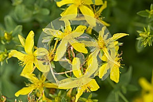 Yellow flowers with green leaves of the medicinal plant St. John`s wort on the bush in spring and summer. Treatment with folk reme