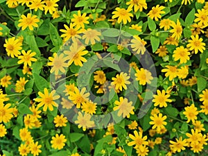 Yellow flowers with green leaves in nature garden background.