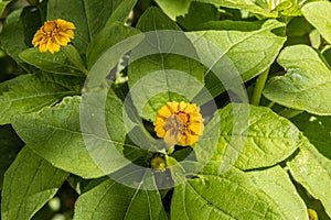 Yellow flowers and green leaves of the plant Sanvitalia procumbens or Mexican creeping zinnia photo