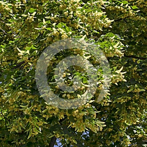 Yellow flowers and green leaves of Tilia, linden or lime tree in summer, district Drujba