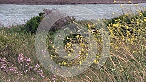 Yellow Flowers Green Plants In Gusty Winds Estuary