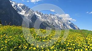 Yellow flowers and green vegetation under a blue sky with the snowy Mont Blanc mountains and clouds in the background