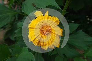 Yellow flowers greenary background photo