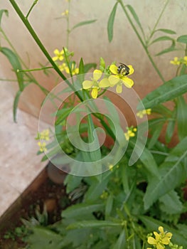 Yellow flowers that grow naturally are favored by cider-sucking bees