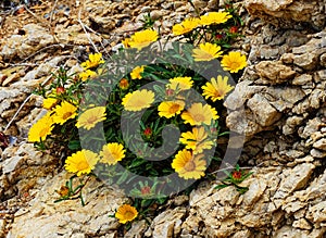 Yellow flowers grow in rocks, Spain