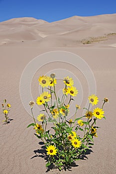 Yellow Flowers Growing In Dunes