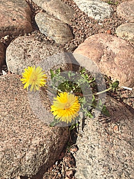 yellow flowers growing in stones