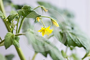 Yellow flowers growing on tomato plant, closeup view. Agrobusiness and farming concept. Agricultural business, agriculture