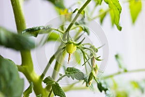 Yellow flowers growing on tomato plant, closeup view. Agrobusiness and farming concept. Agricultural business, agriculture