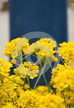 Yellow flowers growing wild in front of a house in Germany