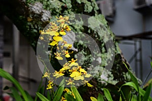 Yellow flowers grows in the garden