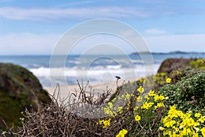 Yellow Flowers in Half Moon Bay State Beach in California