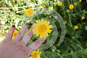 Yellow flowers with hand outdoors photo