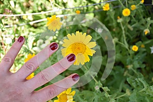 Yellow flowers with hand outdoors photo