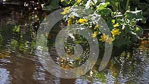 Yellow flowers hang over gentle stream