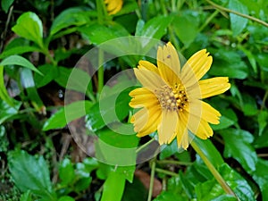 Yellow flowers have a bright and cheerful impression