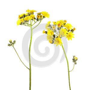 Yellow flowers of hawkweed isolated on white