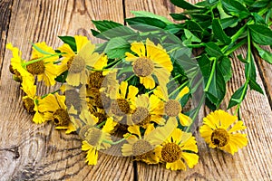 Yellow flowers of helenium garden