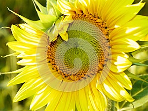 Sunflower with developing seed head in summer sun