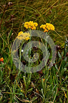 Fiori da paglia sul verde sfocato 