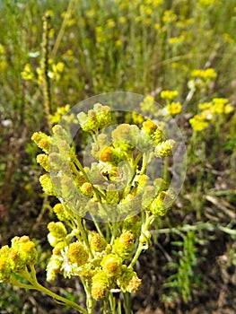 Fiori da pianta 