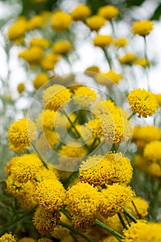 Yellow flowers of Helichrysum stoechas