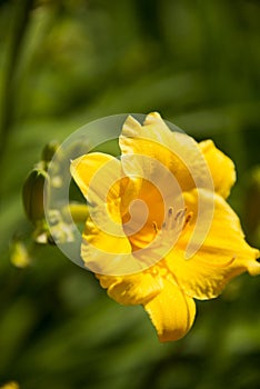 Yellow flowers, Hemerocallis